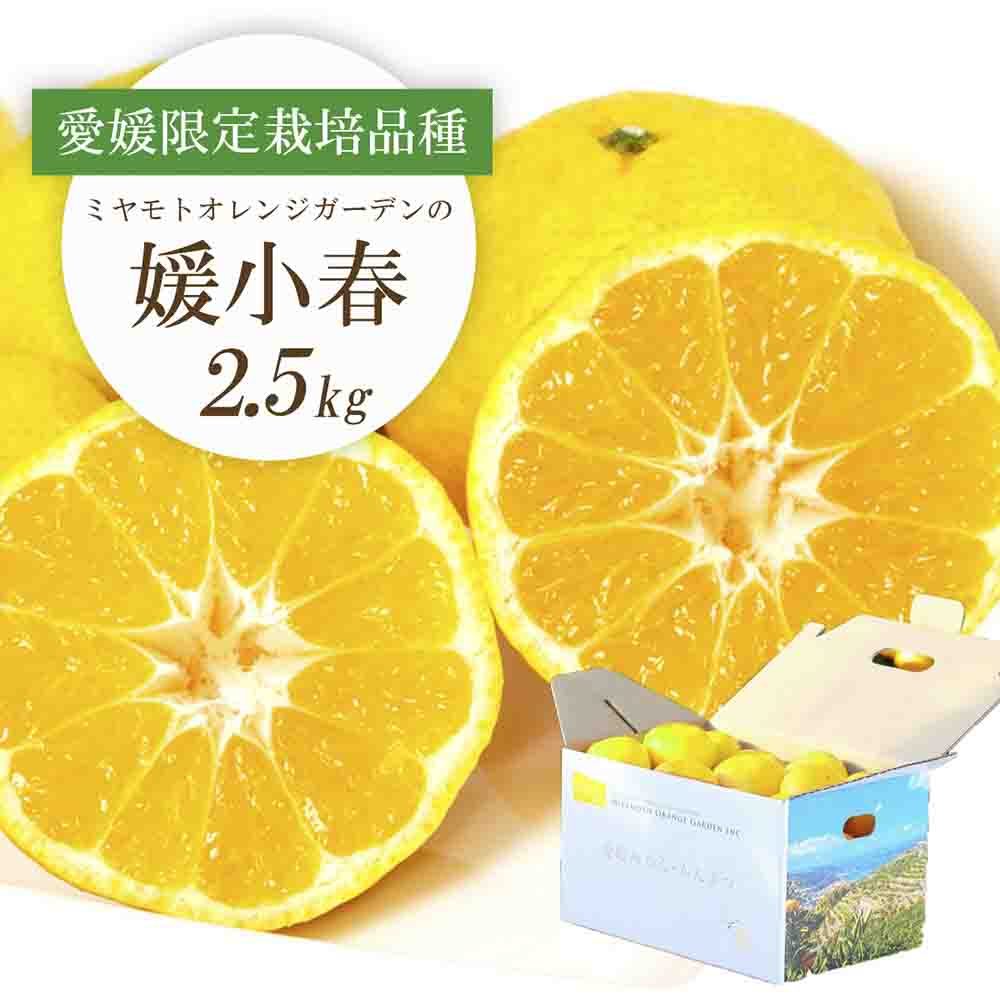 希少柑橘 媛小春(ひめこはる) 2.5kg【E25-144】【1378626】 YWTAP088
