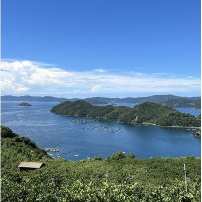 æåªçå
«å¹¡æµç£ãããšãã5kgããµã€ãºLãMãF79-29ãã1698680ã