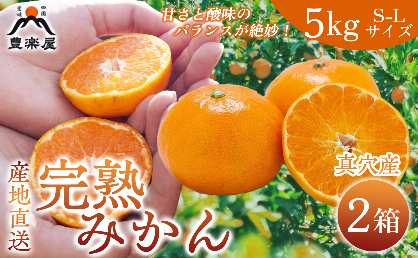 【先行受付】【農家直送でお届け！】果汁たっぷり真穴産みかん 5kg×2箱(S~Lサイズ)【H98-12】【1711288】 YWTBU012