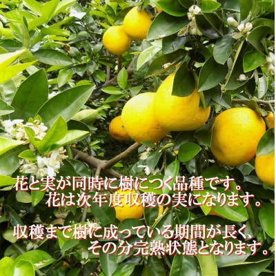 2026年4月〜順次出荷　爽やかでみずみずしい!初夏の「河内晩柑」約5キロ【訳あり】【C39-82】【配送不可地域：離島】【1640764】