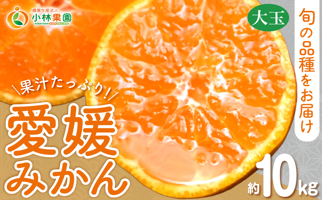 【先行受付】小林果園の果汁たっぷり愛媛温州みかん(約10kg・3L～Lサイズ)【C24-14】 YWTAD007