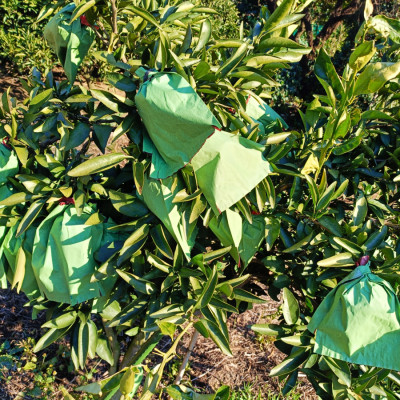 æå²ææš¹åãããšããçŽ3kgãD71-23ãã1598823ã