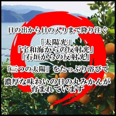 ææ±ãã£ããèªç¶ã®æµã¿!ãã¬ã倧å°ã3kg(L/Mãµã€ãº)/æ¥ã®äžžã¿ãã/ãå®¶åºçšãC79-14ãã1452037ã