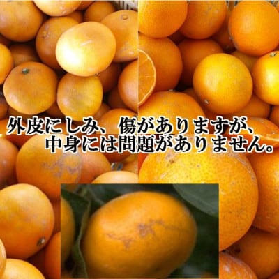 2025年11月より発送開始　ぷるぷる食感!!「まどんな」約2キロ【訳あり・家庭用】【C39-58】【配送不可地域：離島】【1512437】