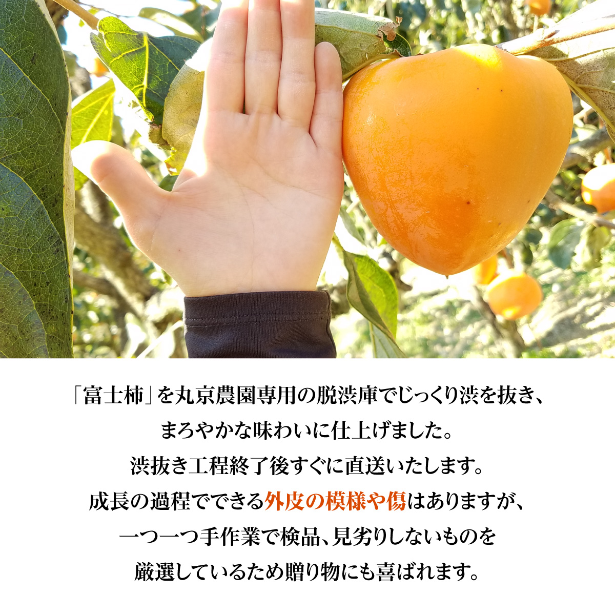 【先行受付】丸京農園 の 富士柿　5kg 【C72-1】【1328168】 YWTR001