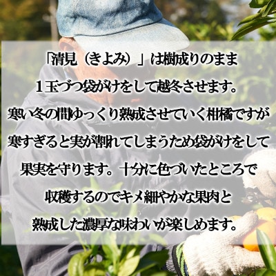 「甘柑きよみ」贈答用3kg【C79-26】【1474164】