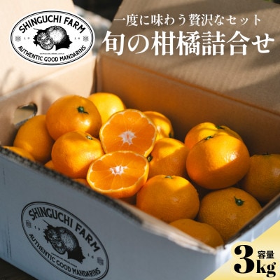 【愛媛 旬のプレミアム柑橘】極上食べ比べセット 3kg【D70-129】【1684313】