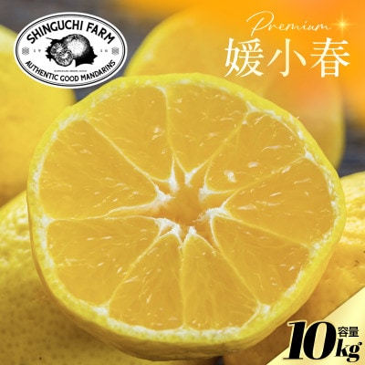 【数量限定】老舗農家が見極めたプレミアム【媛小春10kg】 愛媛県新品種【H70-119】【1683937】