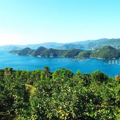 ã€ã¿ãªã¢åç£ã»çŽ
è²ã®æå®!ããã©ãããªã¬ã³ãžã3.5kgå
¥ãC28-19ããé
éäžå¯å°åïŒé¢å³¶ãã1069945ã