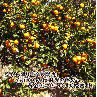 é©åºŠãªæœ®é¢šãããã倪éœå
ãç³å£ãæµ·ã®åå°å
ãæµŽã³ãŠè²ã£ãã倩æèæãçŽ5kgãC39-45ãã1243340ã