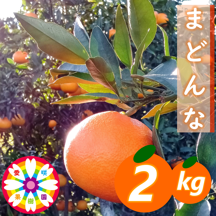 愛咲果樹園「 まどんな 」約2kg 【C71-9】【1339051】 YWTS008