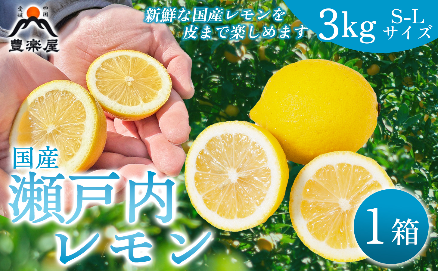 縲仙郁。悟女莉倥代宣亟閻仙王繝サ繝ッ繝繧ッ繧ケ荳堺スソ逕ィ縺ァ螳牙ソ縲醍悄遨エ逕」蝨ー逶エ騾√ョ蝗ス逕」繝ャ繝「繝ウ 3kg(S~L繧オ繧、繧コ)縲燭98-5縲代1711278縲 YWTBU005