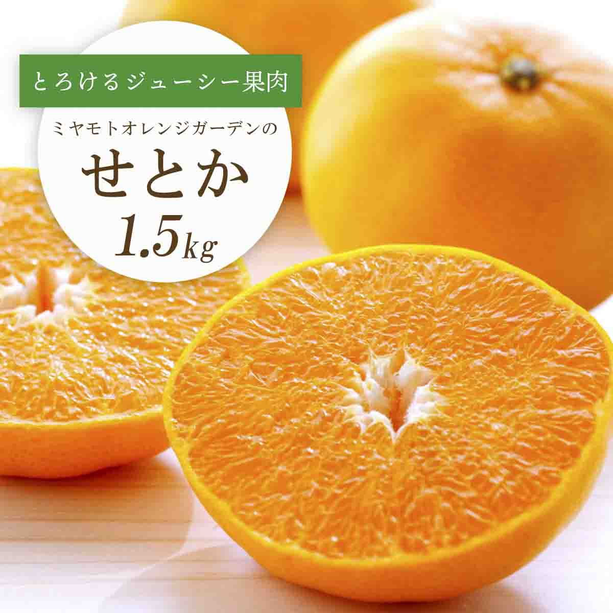 【先行受付】 とろける濃厚果肉 せとか1.5kg 愛媛県八幡浜産【C25-210】【1612641】 YWTAP151