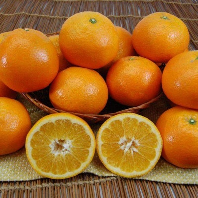 愛媛県産みやうちいよかん【訳あり】10kg【E35-31】【1609732】