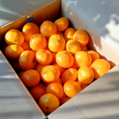 縲千曝縺ソ縺梧ソ邵ョ縺輔l縺溘∩縺九s縲第帛ェ帙〒閧イ縺」縺溷、輔d縺代∩縺九s縲先・オ縲20kg(蟆冗脂)縲食49-30縲代1508884縲