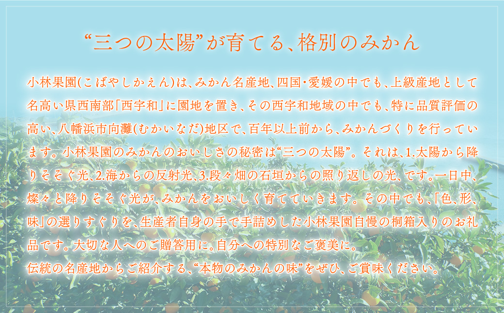 【先行受付】桐箱入り・媛一みかん(2.5kg)【D24-4】 YWTAD002