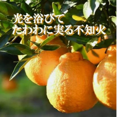 2026幎2æãé æ¬¡åºè·ãçããšé
žå³ã®çµ¶åŠãªãã©ã³ã¹!ã¯ãããæèãäžç¥ç«ãçŽ5ãããD39-73ããé
éäžå¯å°åïŒé¢å³¶ãã1620478ã