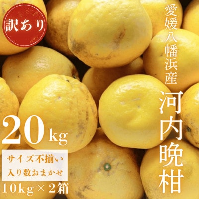 《果汁たっぷりジューシー》産地直送 愛媛八幡浜産 訳あり 河内晩柑20kg【G20-79】【1621480】