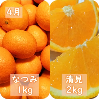 【発送月固定定期便】愛咲果樹園「春の柑橘定期便」(3月〜5月)【G71-33】全3回【4069716】