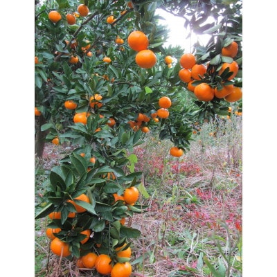 真穴産みかんジュース「ひな」6本セット【E18-9】【1491601】