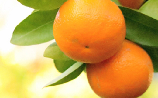 å°ææåã®å®®å
ãããã(çŽ5kg)ãC24-19ãã1124425ã