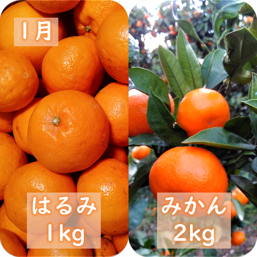 縲千匱騾∵怦蝗コ螳壼ョ壽悄萓ソ縲第帛調譫懈ィケ蝨偵悟ャ縺ョ譟第ゥ伜ョ壽悄萓ソ縲(1譛医3譛)蜈ィ3蝗槭色71-20縲代4013391縲 YWTS016