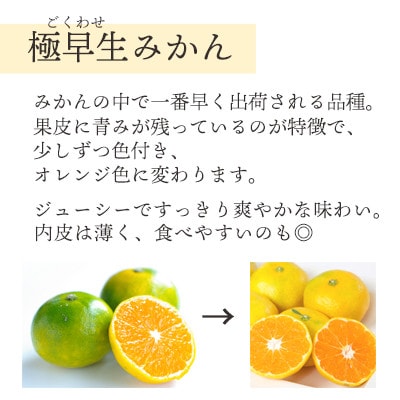 シーズン一番採り!極早生みかん 小玉6kg【訳あり】【C25-47】【1248092】