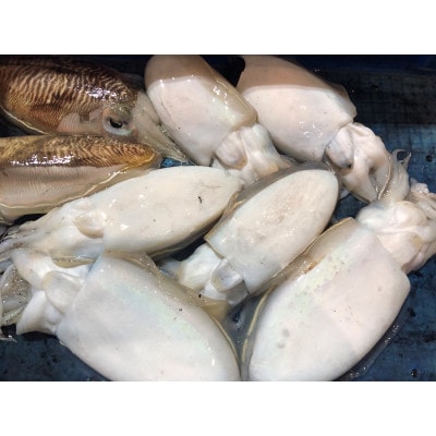 縲仙キ蜃堺セソ縲大ォ蟷。豬懃匱!遶ケ荳ュ豌エ逕」縺ョ縲悟「ィ繧、繧ォ(逕イ縺縺句処縺ッ繝「繝ウ繧エ)縲2kg!縺雁絢霄ォ逕ィ縲色22-221縲代宣埼∽ク榊庄蝨ー蝓滂シ夐屬蟲カ縲代1043155縲