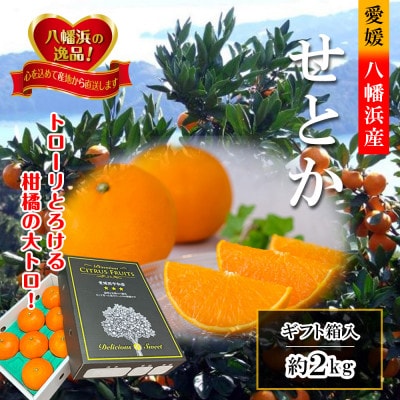 2026年2月〜順次出荷　柑橘の大トロ「せとか」約2kg 【C39-55】【配送不可地域：離島】【1462367】
