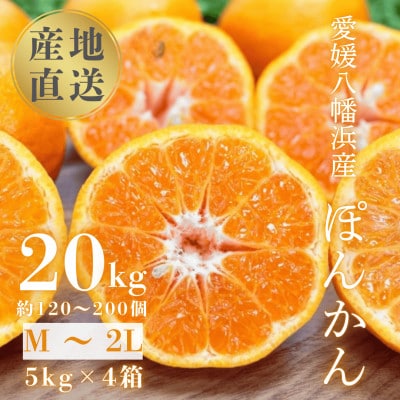 【南国を感じさせる独特の香り】愛媛ポンカン 20kg【H20-70】【1620342】