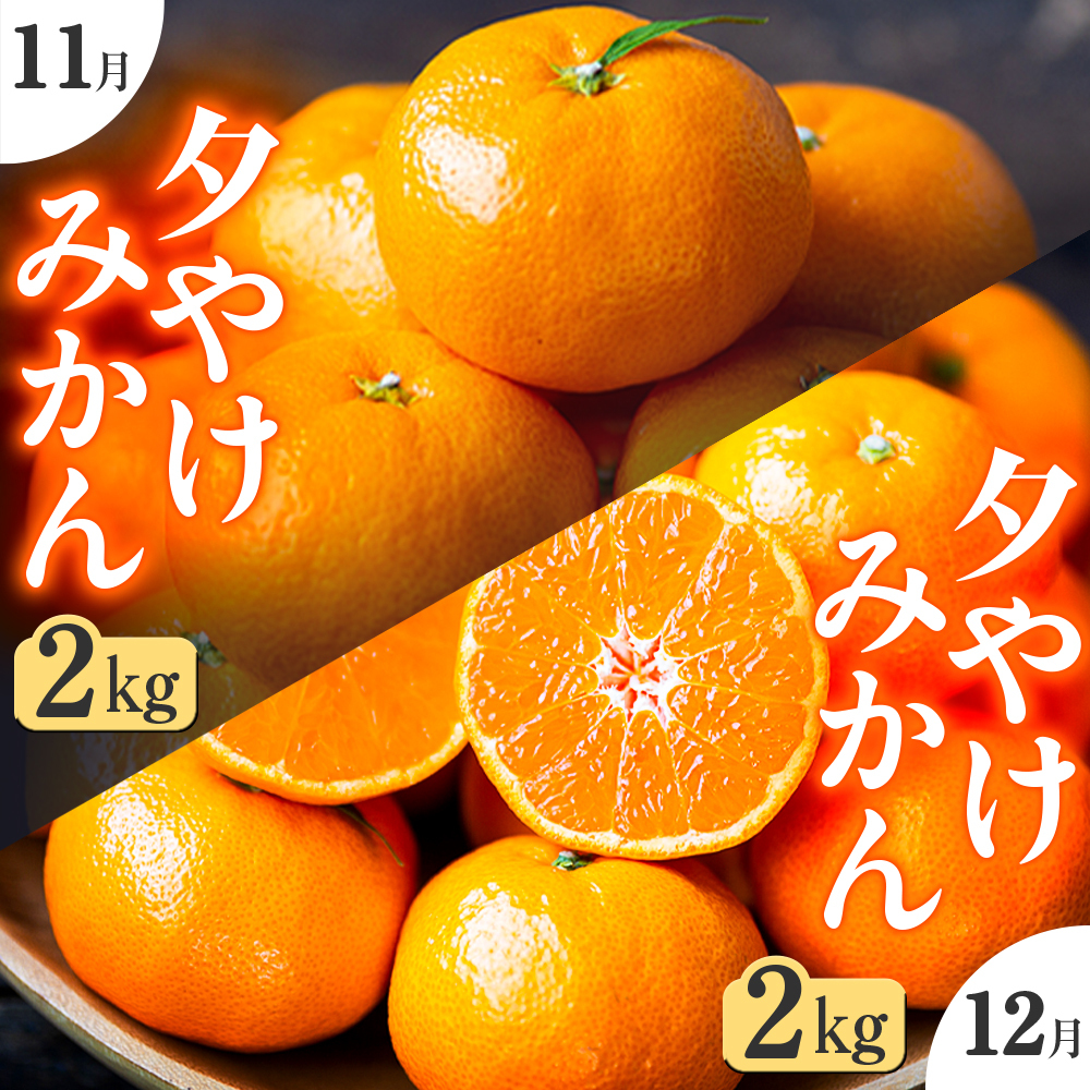 【発送月固定定期便】「こたつの上の冬物語」夕やけみかん(2kg)【C49-74】全2回【4056125】 YWTZ006