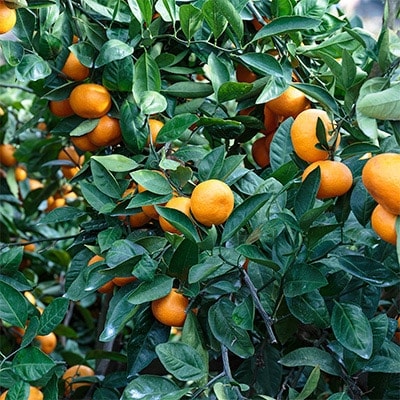 ãç³åºŠ11åºŠä»¥äž é
ž1.0ä»¥äž ç³é
žéžå¥åãæåªã¿ãã 10kgãD20-3ãã1094602ã