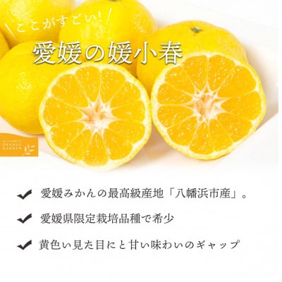 最高級みかん 媛皇 媛小春 7kg 愛媛県 八幡浜市 希少な幻の柑橘 黄色【H25-322】【1714067】