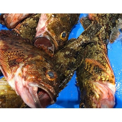 竹中水産の大サイズ「メバル又はホゴ」1キロ!【D22-242】【配送不可地域：離島・北海道・沖縄県】【1073403】