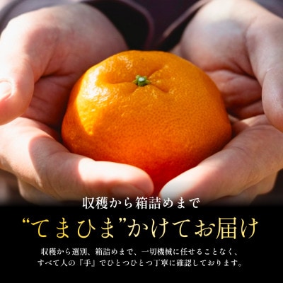 【数量限定】今シーズン発送!【訳あり】ポンカン 5kg 愛媛県産【C70-167】【1711269】