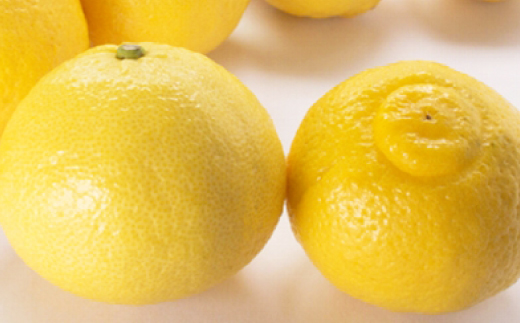 小林果園のはるか(約5kg)【C24-22】【1124428】