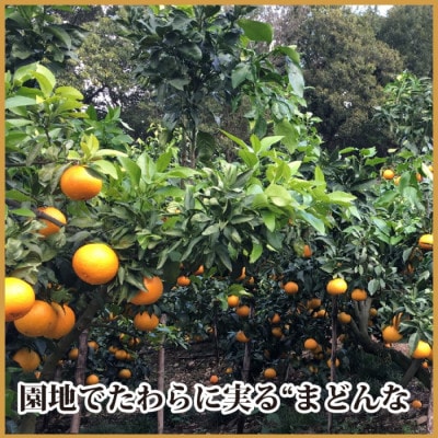 極撰柑橘【雅プレミアム】糖度保証・光センサー 合格品「 マドンナ 」約2キロ【D39-61】【配送不可地域：離島】【1614244】