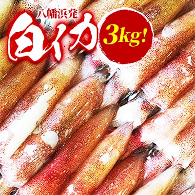 【冷凍便】八幡浜発!「白イカ(剣先イカ)」3.0kg!【H22-209】【配送不可地域：離島】【1047026】