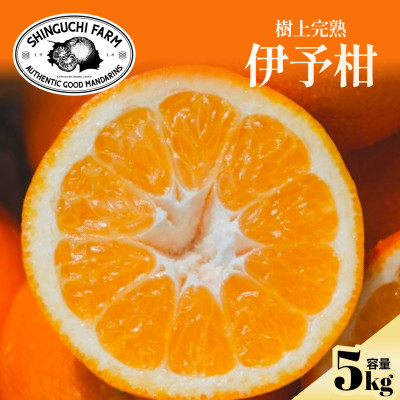 【太陽の恵みをギュッと凝縮】伊予柑5kg 愛媛県産【D70-12】【1470715】