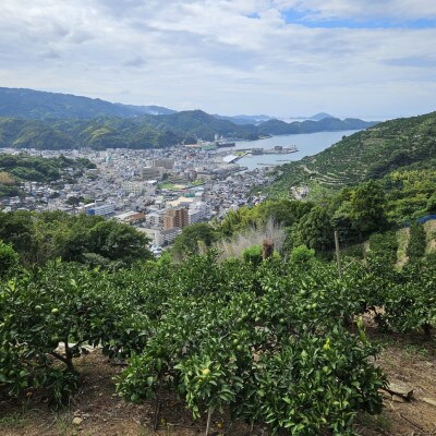 厳選品!! 横ちゃんちの南柑20号 約10kg【D84-10】【1552444】