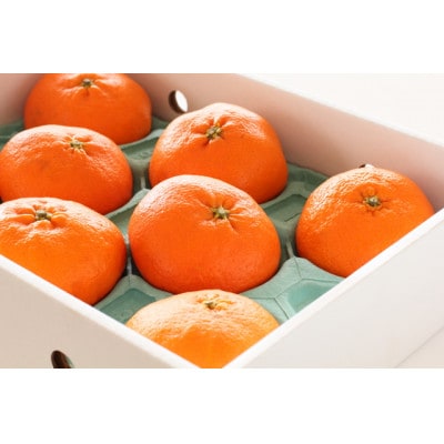 柑橘の鬼たちがつくる八幡浜産・甘平(2.7kg〜3.0kg)[贈答用]【E56-22】【1270403】