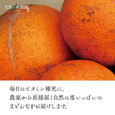 å€©ç©ºã®ææš¹åããå±ã ãããŸã©ããª(3kg)ãèš³ããããC95-5ãã1668478ã