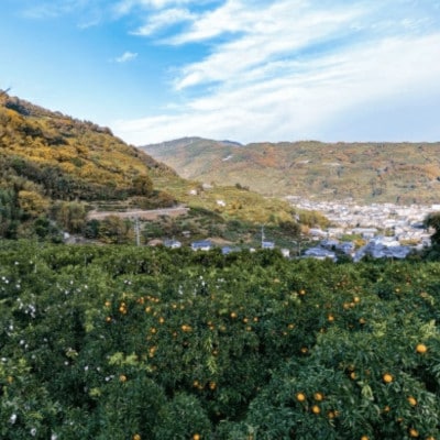 ＼糖度14.0以上酸1.4以下/糖酸選別品 愛媛産 不知火 (しらぬひ) 10kg【D20-8】【配送不可地域：離島】【1094587】