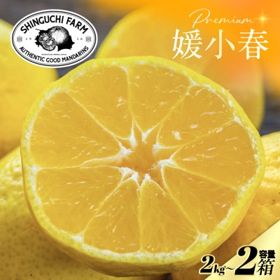 【数量限定】老舗農家が見極めたプレミアム【媛小春2kg×2箱】 愛媛県新品種【F70-117】【1683928】