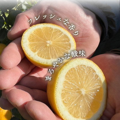 【防腐剤・ワックス不使用で安心】真穴産地直送の国産レモン 3kg×2箱(S~Lサイズ)【E98-6】【1711279】