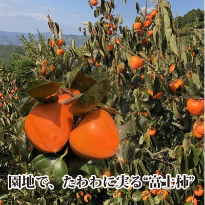 甘さにニッコリ日本最大級の柿「富士柿」約5キロ 【D39-15】【配送不可地域：離島・北海道・沖縄県】【1236930】