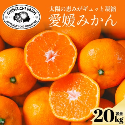 【太陽の旨みがギュッと凝縮】愛媛みかん20kg 農家直送 愛媛県川上産【H70-33】【1536301】
