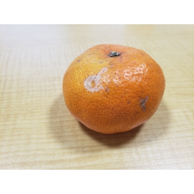 柑橘の鬼たちがつくる八幡浜産・温州みかん8kg[家庭用]【C56-17】【配送不可地域：離島】【1252943】