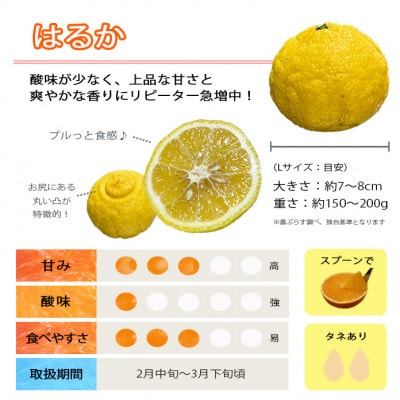 口いっぱいに広がる爽やかな甘み!「はるか」約5kg入【C28-20】【配送不可地域：離島】【1046133】