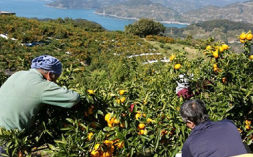 小林果園のブラッドオレンジ(約5kg)【C24-24】【1124430】